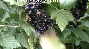 БИГ БЕН сладкая черная смородина