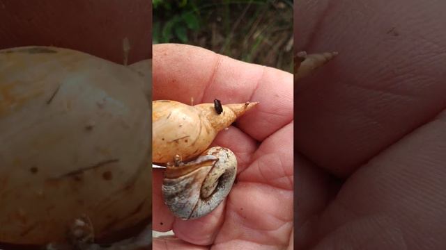 Ракушки пустые смотреть онлайн