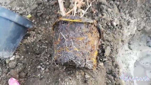 Посадка Барбарису ❤️покупка нових рослинок 🌼 смотреть онлайн