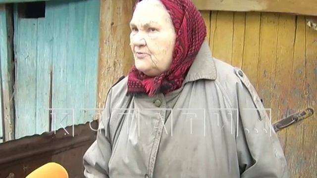 Волчий террор - волки нападают на небольшие деревни в Семеновском районе смотреть онлайн