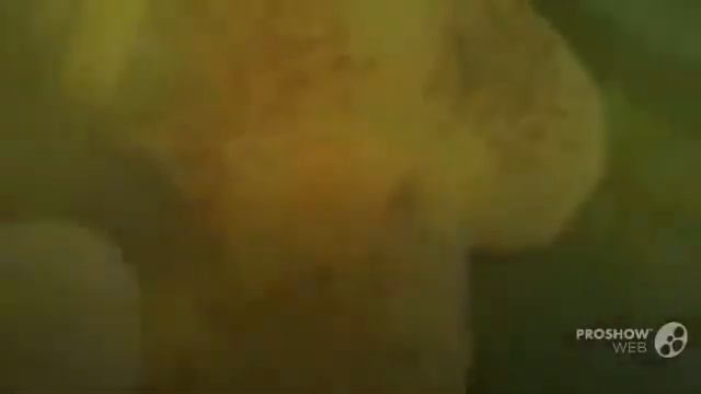 Цветы Кальцеолярия (Calceolaria flower) смотреть онлайн