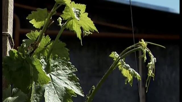 Выращивание винограда на небольшом участке смотреть онлайн