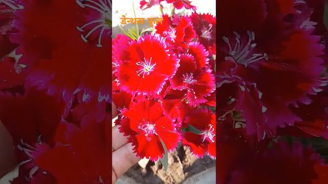 looking like a wow #viralvideo #indoorplantplantnursery #flowers #gardenflowerplants #gardening #my