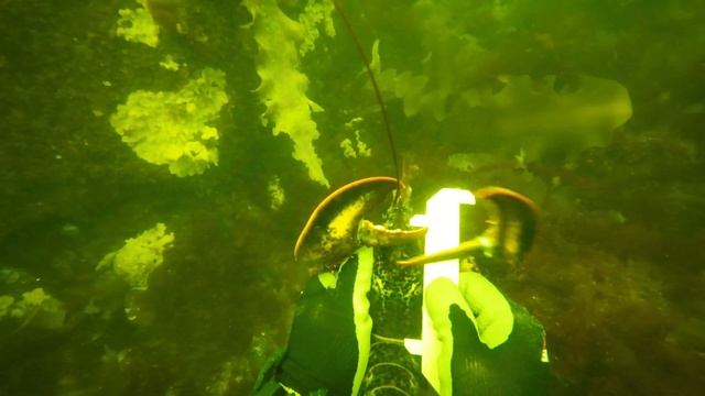 Ловля лобстеров руками: Дайвинг с берега - охота на лобстера. Как ловить лобстеров под водой смотреть онлайн