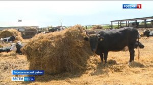 Как пензенские фермеры развивают молочное животноводство в селе Вышелей