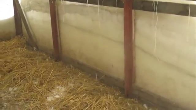 Домашняя ферма/ Гуси содержание разведение/ Гуси зимой