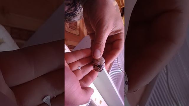 Как вылупляется перепела?