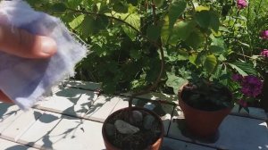 Как убрать соль с керамического горшка или кирпичей