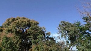Скумпия. Cotinus