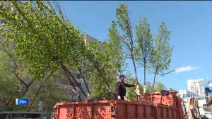 В Уфе на улице Цюрупы продолжается замена старых деревьев на новые
