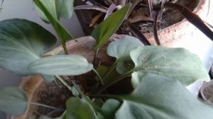 Drimiopsis maculata, AKA Leopard Plant Propagation from single Leaf