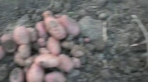 Картофель сорт Роза полей.