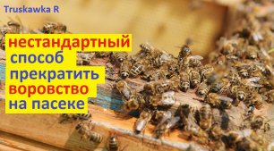 Если пчёлы хотят воровать, пусть воруют Свободная подкормка с корыт и воровства на пасеке больше нет