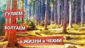 ЖИЗНЬ в ЧЕХИИ. ДОМ в ДЕРЕВНЕ,  ГРИБЫ, ОХОТА, ДРОВА, КЛЕЩЕВОЙ ЭНЦЕФАЛИТ. ГУЛЯЕМ и БОЛТАЕМ в ЛЕСУ ВЛОГ