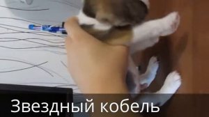 Щенки бигля из питомника в Саратове сэ