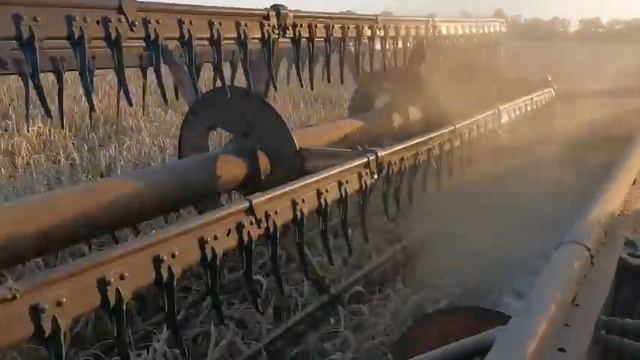 Убираем пшеницу после подсолнечника под евролайтинг! смотреть онлайн