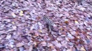 Кабан нападает на охотника