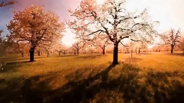 Под Москвой начали лечить цветами  — Статья смотреть онлайн