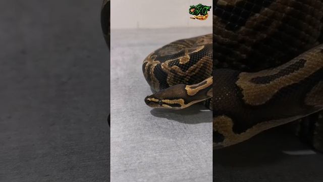 GHI double het clown ghost ball python