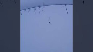 Волк разорвал собаку и пронёс пса 2.5 км по озеру