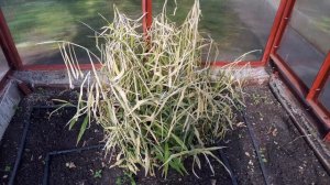 ВЫГОДНО ЛИ ВЫРАЩИВАТЬ ИМБИРЬ? СКОЛЬКО ЗА СЕЗОН НАРАСТАЕТ ИМБИРЯ