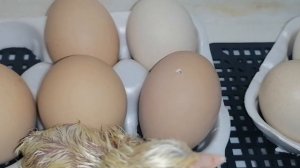Третий вывод цыплят из инкубатора Несушка на 36 яиц