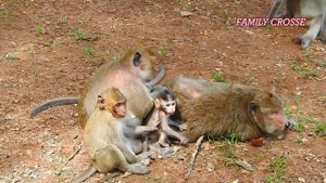 God Help! Poor tiny baby Mariel got warn attacking from Sankra, Mariel seizure cry run mom help her