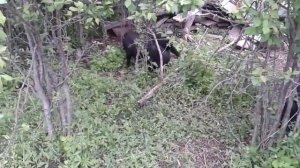 Вьетнамские свинки, можно ли их случать в возрасте полгода