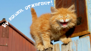 Ну кошки, отжигают!