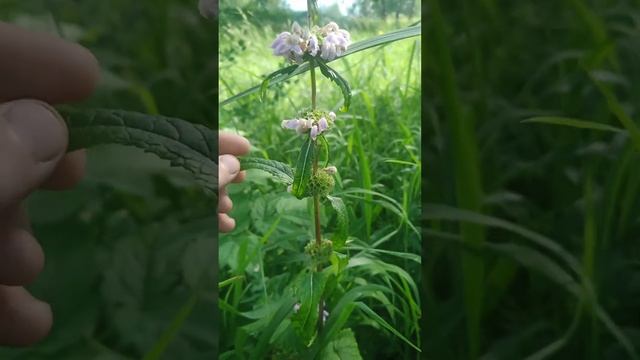 Зопник Растение Тайги Лекарственные растения Лечебные растения Травы Тайга Лес