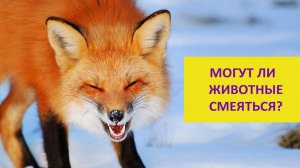 Смеются ли животные?