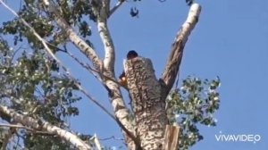 димка обезьян, пилит тополя