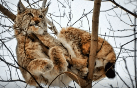 Хоть и дикая, но кошка: Снимать застрявшую на дереве рысь пришлось спасателям