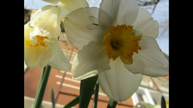 Вальс квітів весни смотреть онлайн