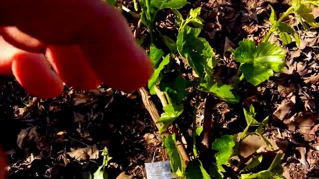 Замёрзли лозы винограда Что делать? + нормировка Виноград Памяти Домбковской ЧБЗ кишмиш смотреть онлайн