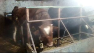 Выращивание бычков , кормим на убой .Крахмал главный рацион