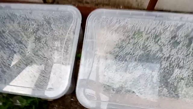 Размножаю флоксы и другое. Июль-время зелёного черенкования смотреть онлайн