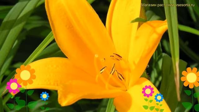 Лилейник гибридный Миддендорфа. Краткий обзор, описание характеристик hemerocallis Lotus position смотреть онлайн