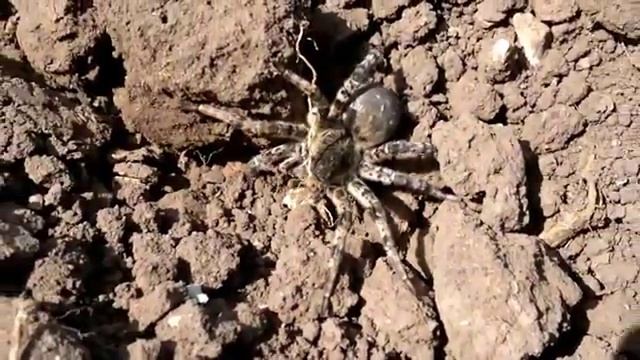 Большой ядовитый паук:тарантул