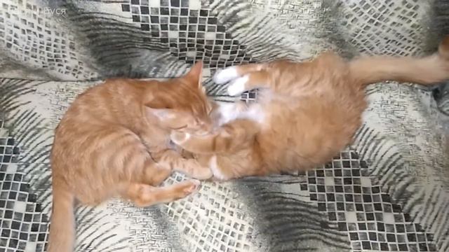 Кошачьи нежности. Ласковые котята мило ластятся