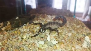 Скорпионы: опасность, симптомы отравления, первая помощь