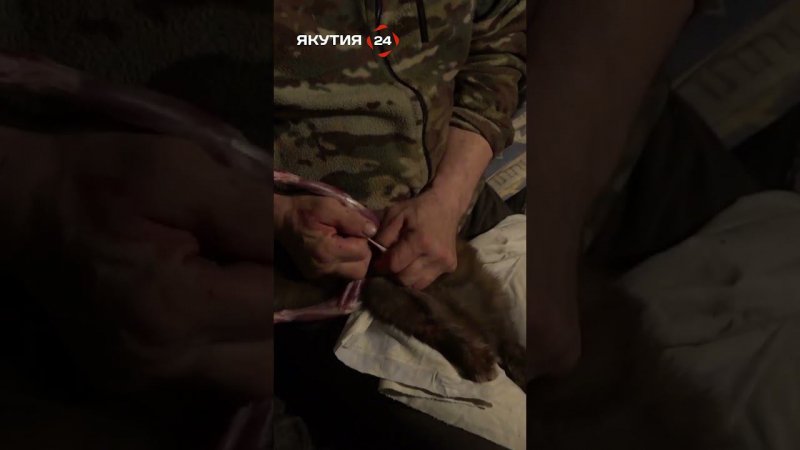 Как правильно содрать шкурку с соболя/How to properly skin a sable #якутия #россия #охота #соболь