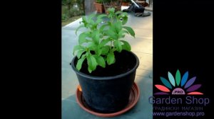 How does stevia looks like - Stevia rebaudiana