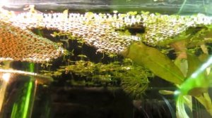 Гурами медовый, красный, дубль 2