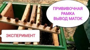 Эксперимент для опыта. Прививочная рамка. Вывод маток (Bee.)