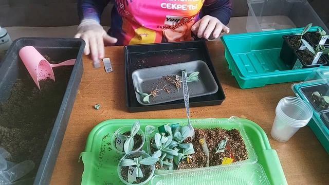 ШОК!!! ЭУСТОМА. Рассада за 15 дней! смотреть онлайн