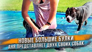 Две новые большие собаки: Кьюз и Барселона. Американский Булли XL и стандарт.