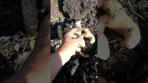 Картошка ,юг Краснодарского края ,сорта Застольный ,Волант ,Пурпурный король ,Банан ,Русский гибрид