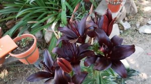 Lilium Night Rider / Lilium Negro / Lirio Negro / Black Lily