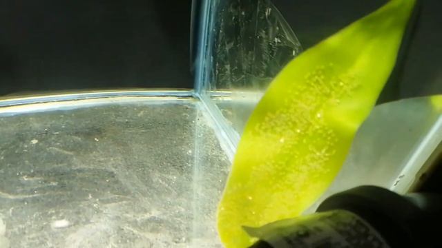 Забираем у скалярии икру. смотреть онлайн